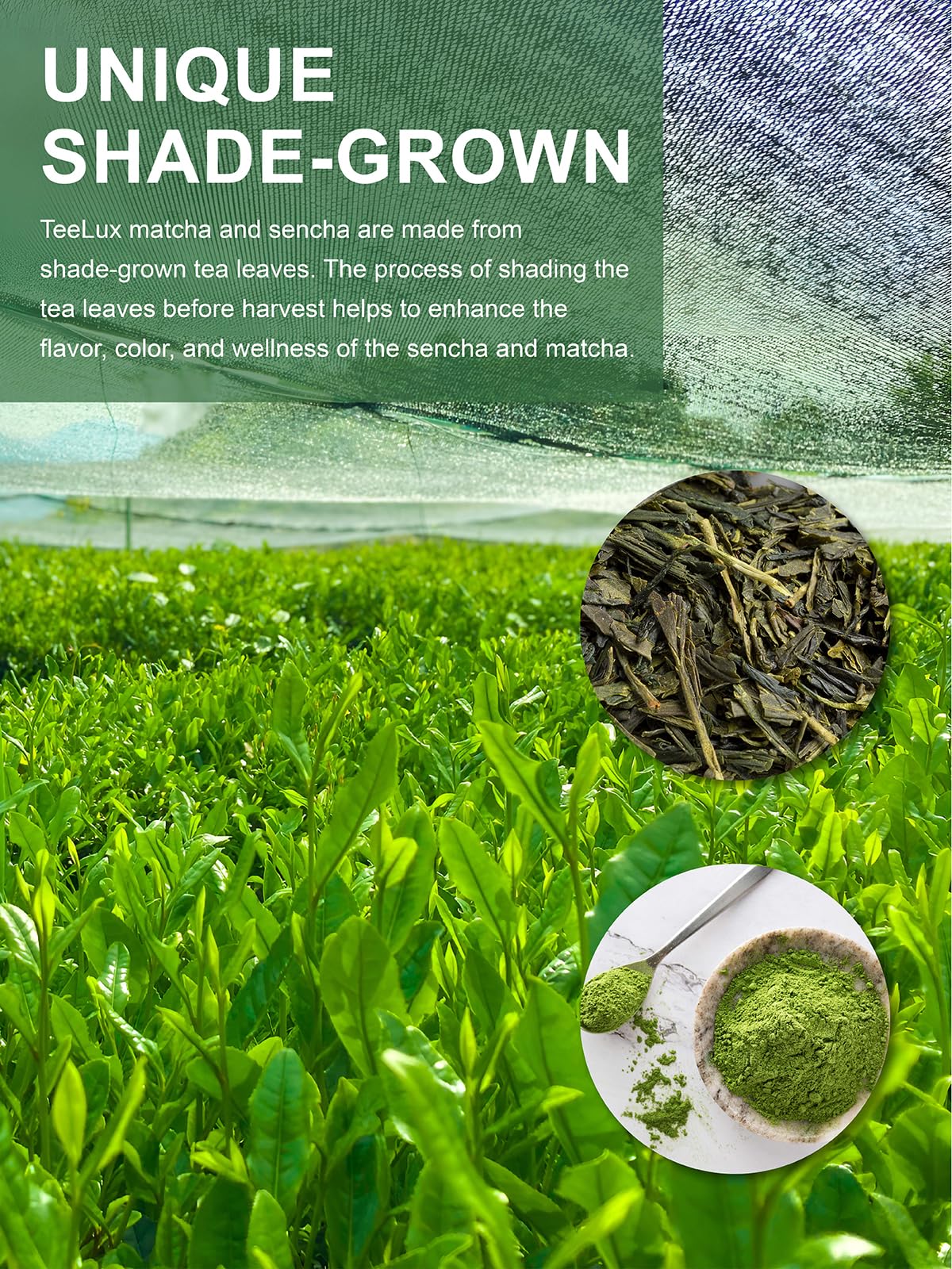 TeeLux Matcha Green Tea Bags - Larawan 4